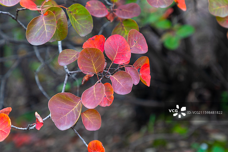 河南省许昌禹州鸠山镇红叶谷，秋天，红叶图片素材