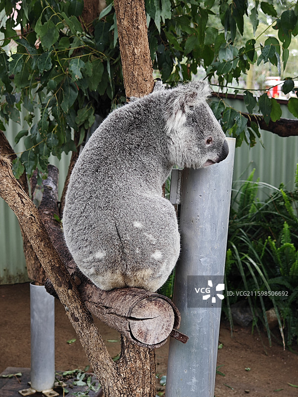 动物自然澳大利亚动物园考拉特写4K图片素材