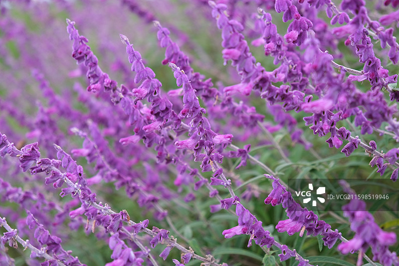墨西哥鼠尾花图片素材