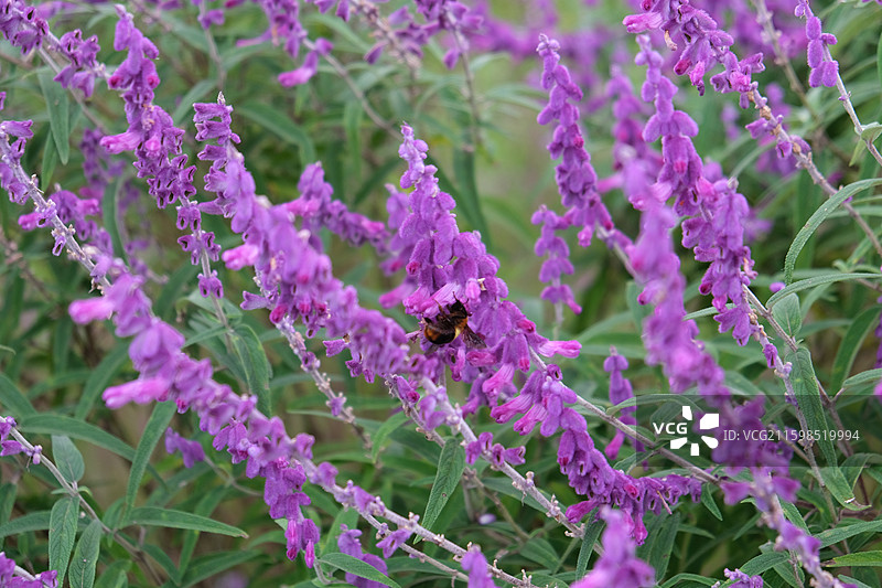 墨西哥鼠尾花图片素材