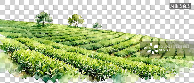 【AI数字艺术】水彩风格茶田茶园清新田园PNG免抠元素插画图片素材
