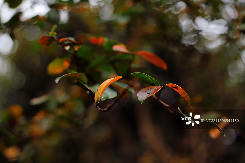 湖北武当山秋叶前景聚焦特写，自然宁静之美图片素材