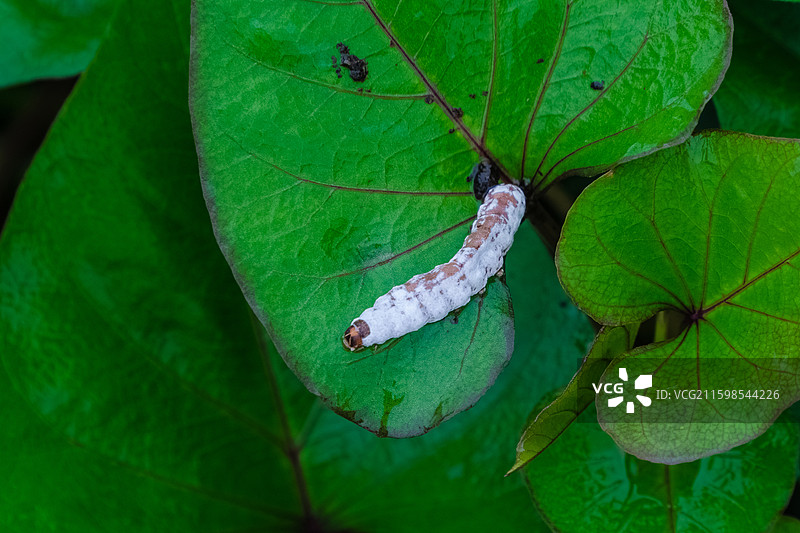 一只被白僵菌感染的蛾幼虫图片素材