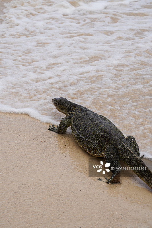 热带海岛上的巨蜥在沙滩上散步图片素材