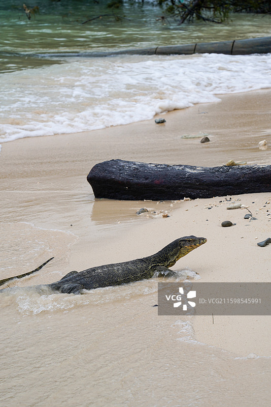 热带海岛上的巨蜥在沙滩上散步图片素材
