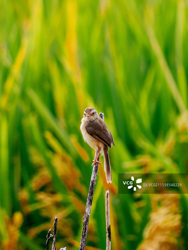 稻田边站桩的纯色山鹪莺图片素材