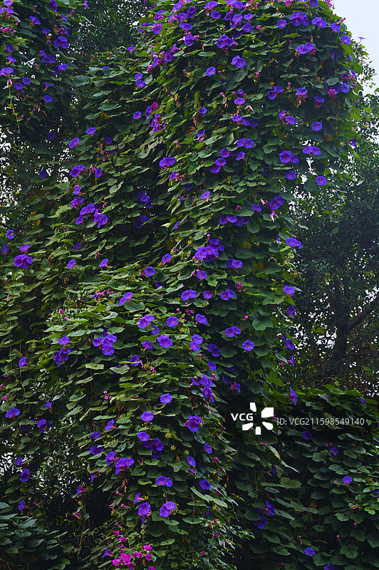紫瀑垂枝：仲夏夜的牵牛私语图片素材