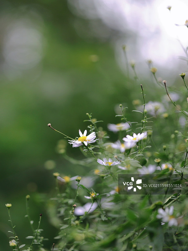 湖北武当山清新自然的马兰花特写图片素材
