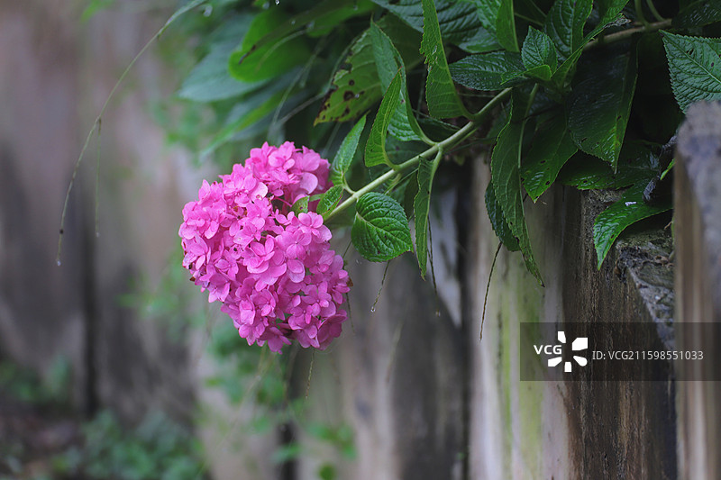 湖北武当山清新自然的粉色绣球花前景聚焦特写图片素材