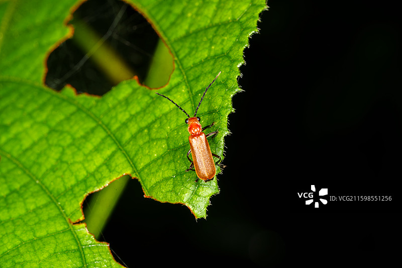 绿叶上的红衣主教赤翅甲图片素材