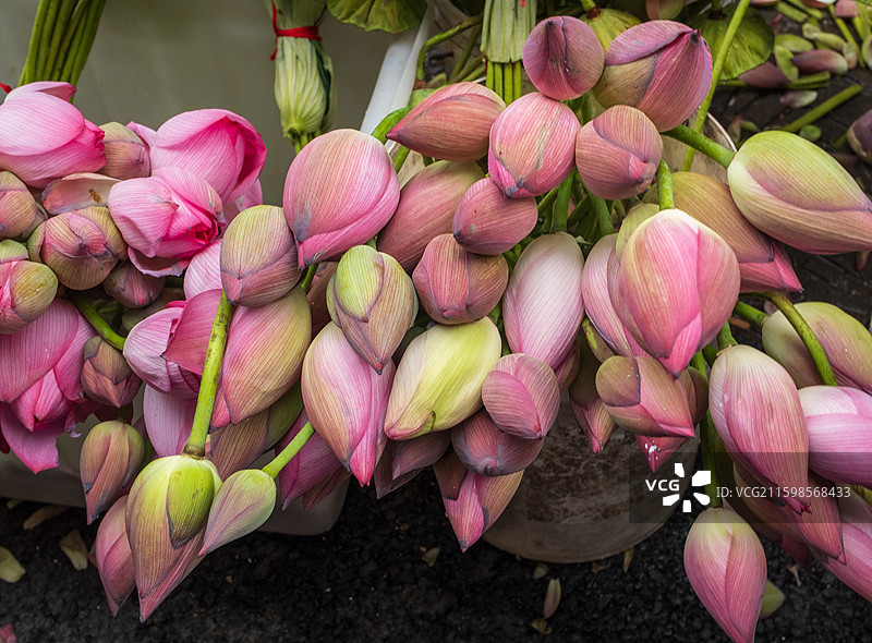 无人,特写,花,户外,清新,植物,荷花,花瓣,4K分辨率,自然美,叶子,自然,植物学,花头,市场,摄图片素材