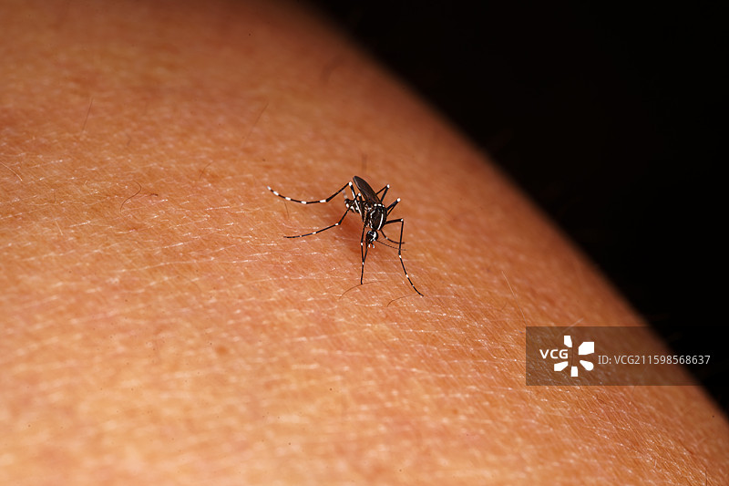 蚊子叮咬人类皮肤特写图片素材
