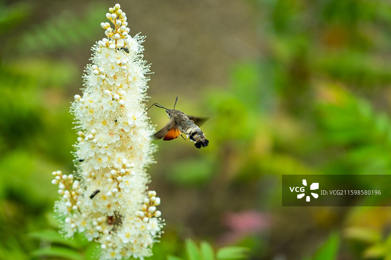 蜂鸟鹰蛾访白色穗状花图片素材