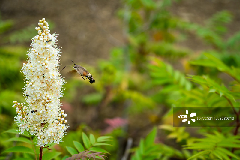 蜂鸟鹰蛾访白色穗状花图片素材