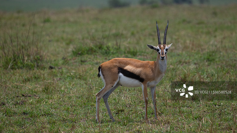 肯尼亚马赛马拉国家公园的东西汤氏瞪羚图片素材