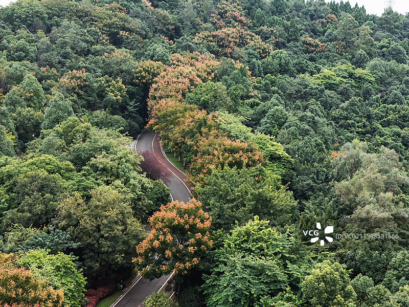 四川内江塔山公园树林间的爱情步道图片素材
