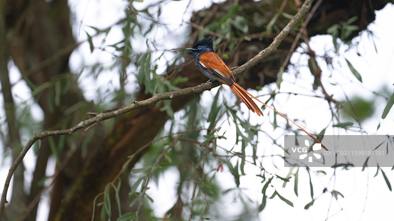 肯尼亚马赛马拉国家公园的非洲戴胜图片素材