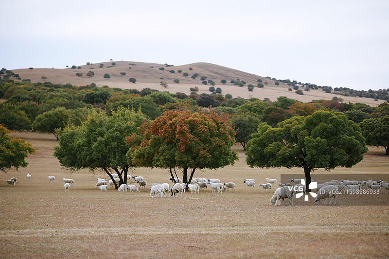 兴安盟科尔沁右翼中旗五角枫树下的羊群图片素材