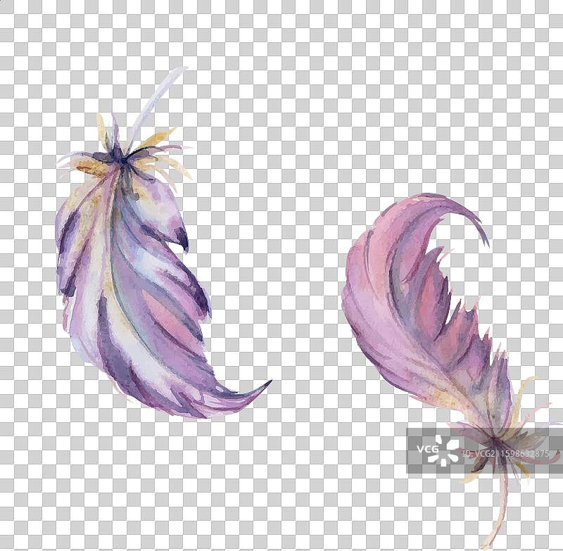 手绘水彩鸟羽毛笔图片素材