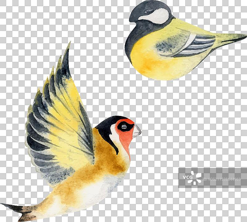 手绘水彩自然小鸟图片素材