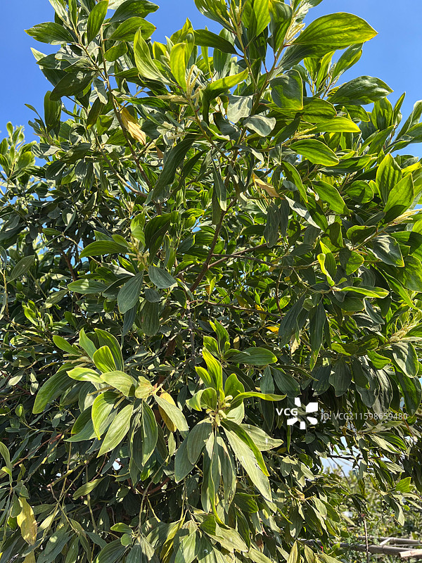马占相思图片素材