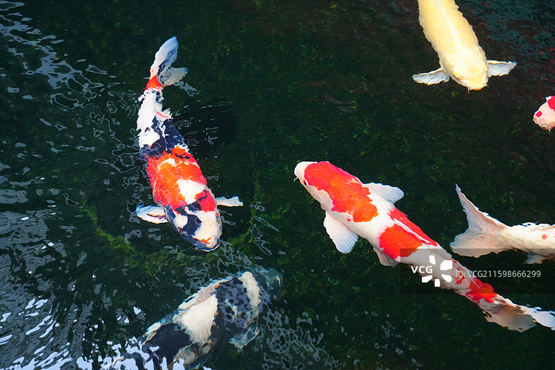 上海 川沙古镇 城隍庙 锦鲤池 鱼 好运 水 锦鲤 发财图片素材