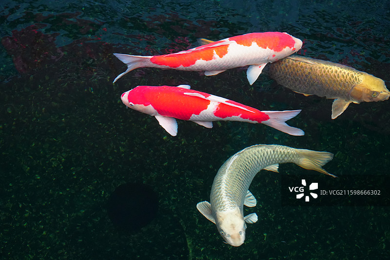 上海 川沙古镇 城隍庙 锦鲤池 鱼 好运 水 锦鲤 发财图片素材