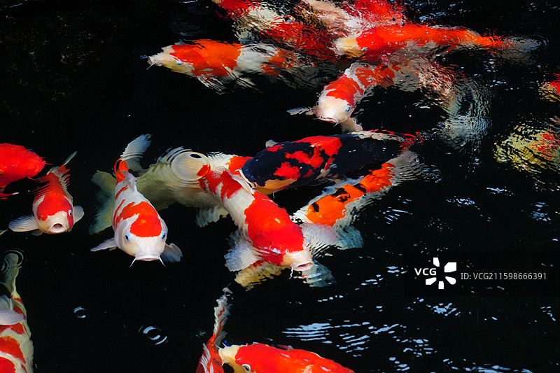 上海 川沙古镇 城隍庙 锦鲤池 鱼 好运 水 锦鲤 发财图片素材