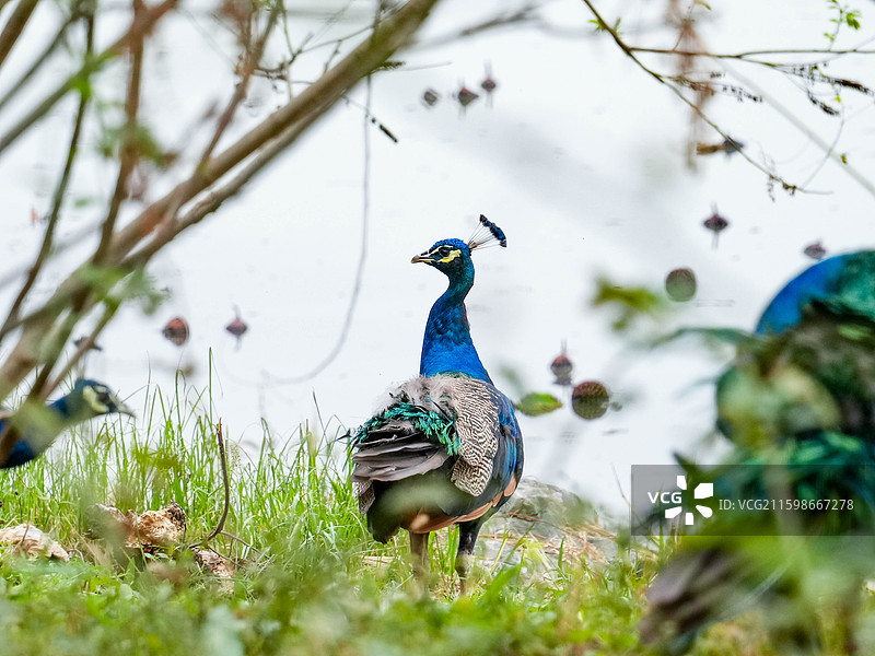 林中孔雀图片素材