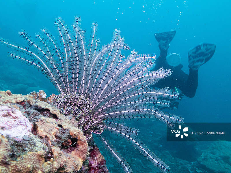 展开的海羽星图片素材