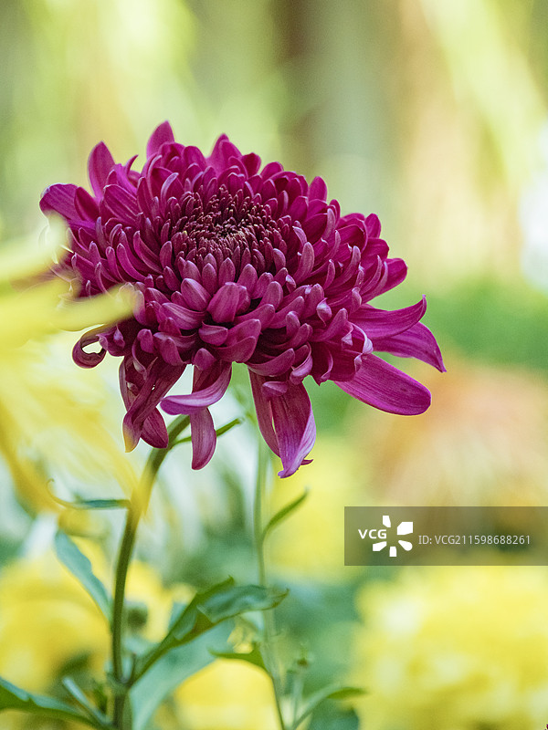 天津水西公园菊展图片素材