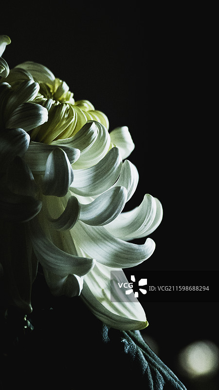 天津水西公园菊展图片素材