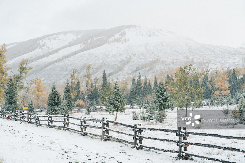 大雪纷飞的喀纳斯图片素材