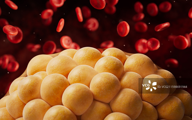 血液中的脂肪组织三维渲染图片素材