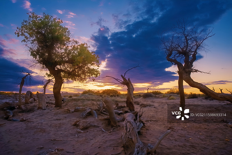 闯入金色童话！额济纳胡杨林的日落晚霞风光美到窒息！！图片素材