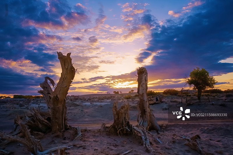 闯入金色童话！额济纳胡杨林的日落晚霞风光美到窒息！！图片素材
