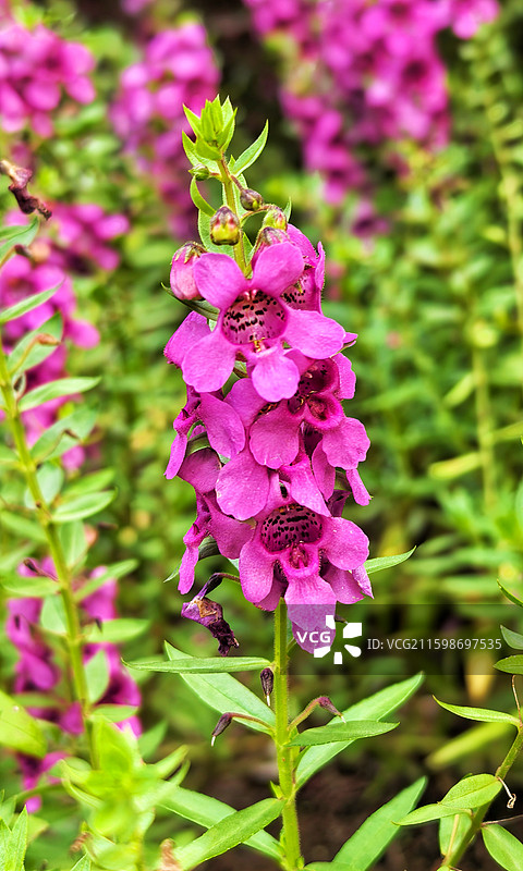 玫粉色香彩雀花卉盛开图片素材