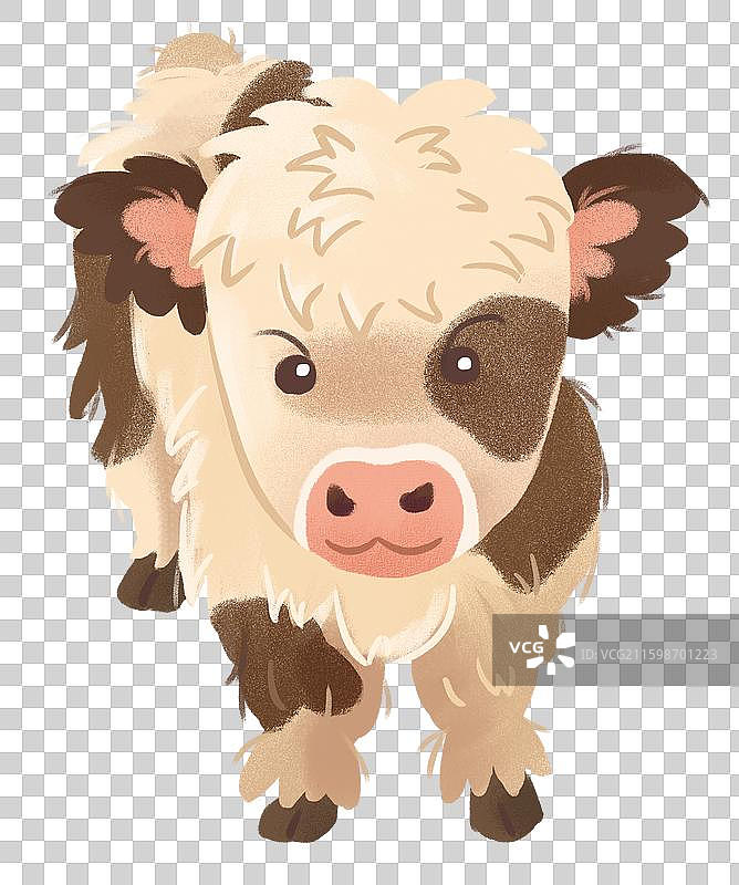 可爱肌理风苏格兰高地牛图片素材