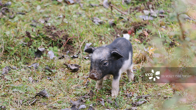 香格里拉·藏香猪图片素材