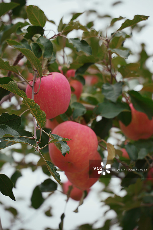 甘肃静宁县红富士苹果进入成熟采摘季图片素材