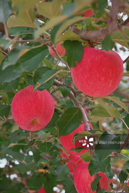 甘肃静宁县红富士苹果进入成熟采摘季图片素材