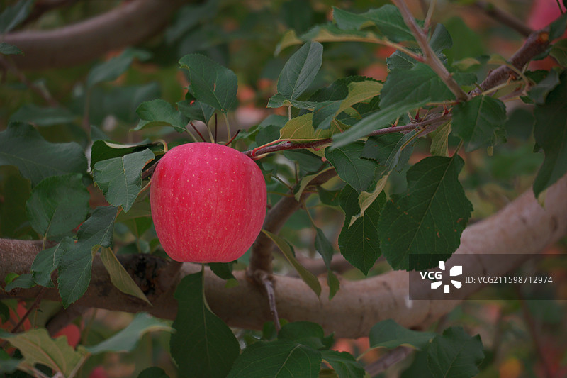 甘肃静宁县红富士苹果进入成熟采摘季图片素材