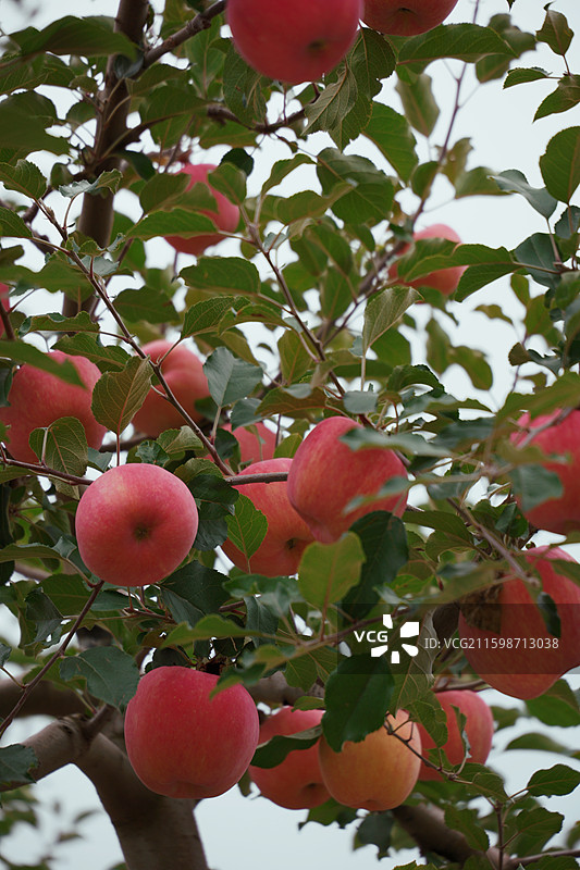 甘肃静宁县红富士苹果进入成熟采摘季图片素材