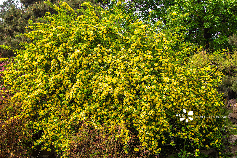密集开花的 黄刺玫图片素材