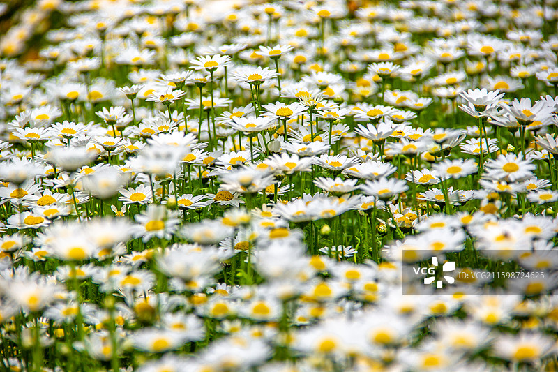 小白菊 白晶菊 花丛 密集分布 侧面视角图片素材