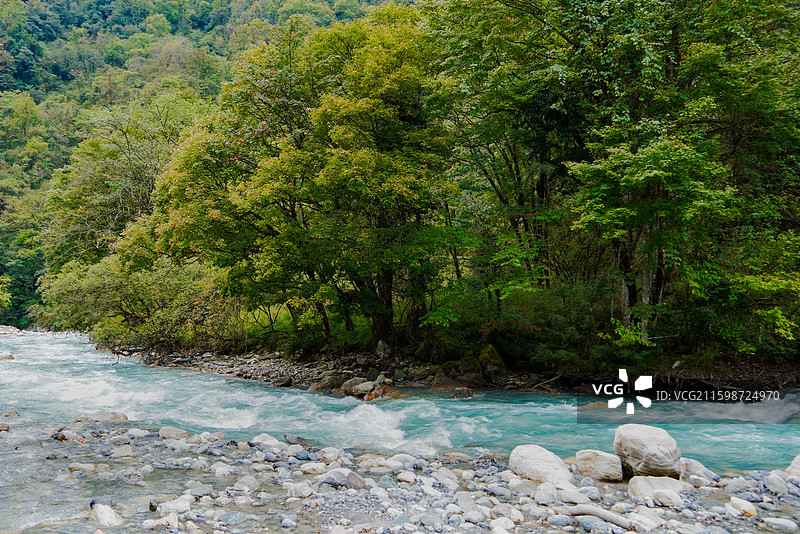 雅安喇叭河山涧溪流与绿树环绕的自然景观图片素材