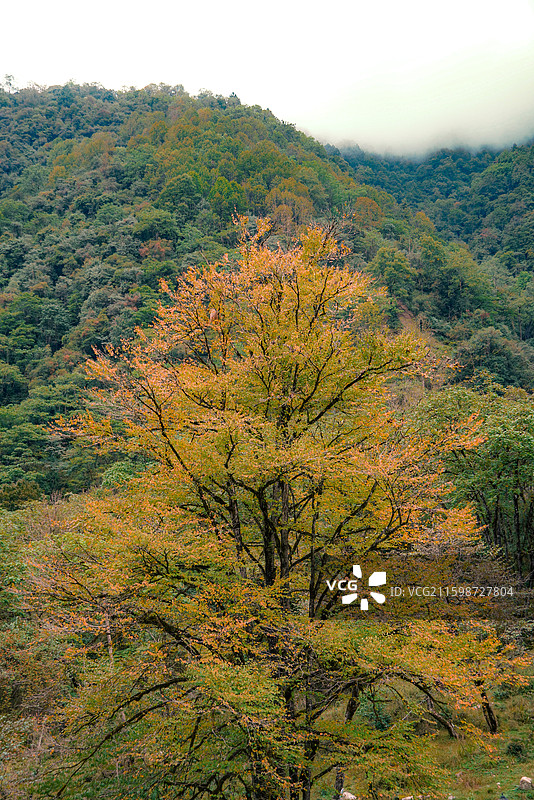雅安喇叭河山林中的秋色树景图片素材