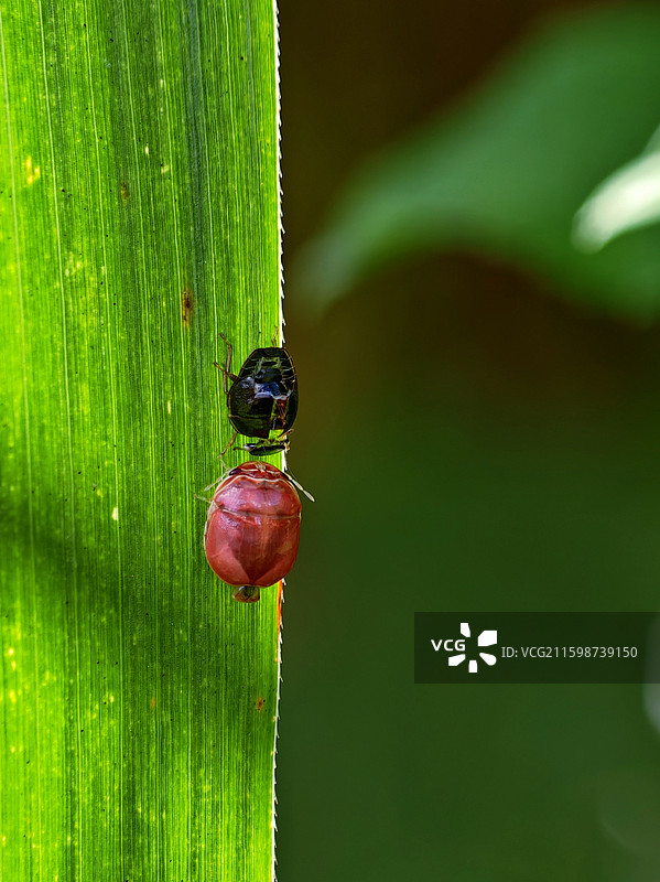 两只小甲虫图片素材
