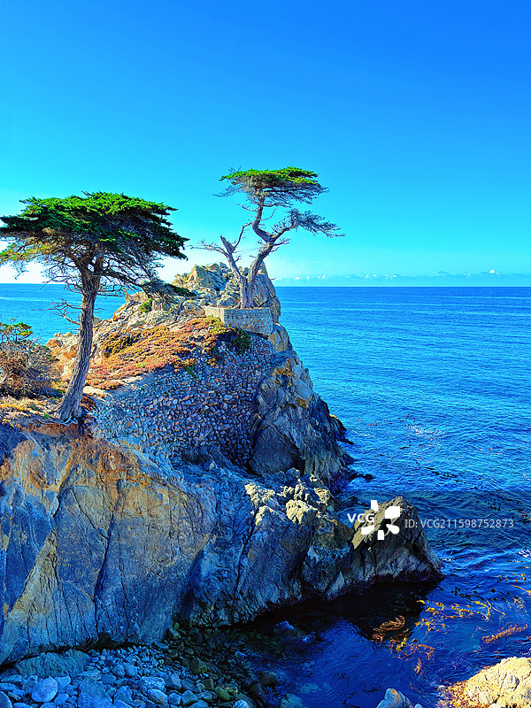 美国加州一号公路著名景点孤独柏树图片素材