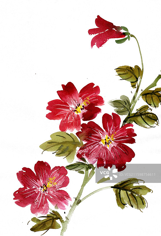 红色的蜀葵花图片素材